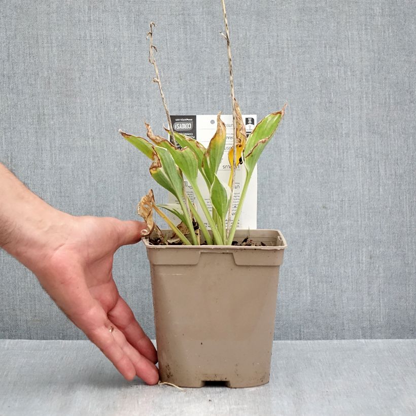 Esemplare di Hosta fortunei Patriot Vaso da 2L/3L come consegnato in autunno