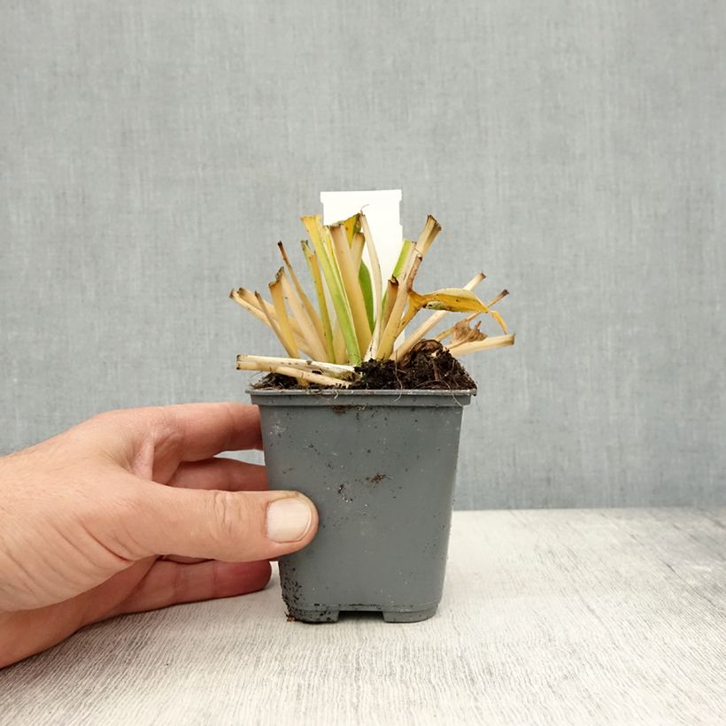 Esemplare di Hosta fortunei Twilight Vasetto da 8/9 cm come consegnato in autunno
