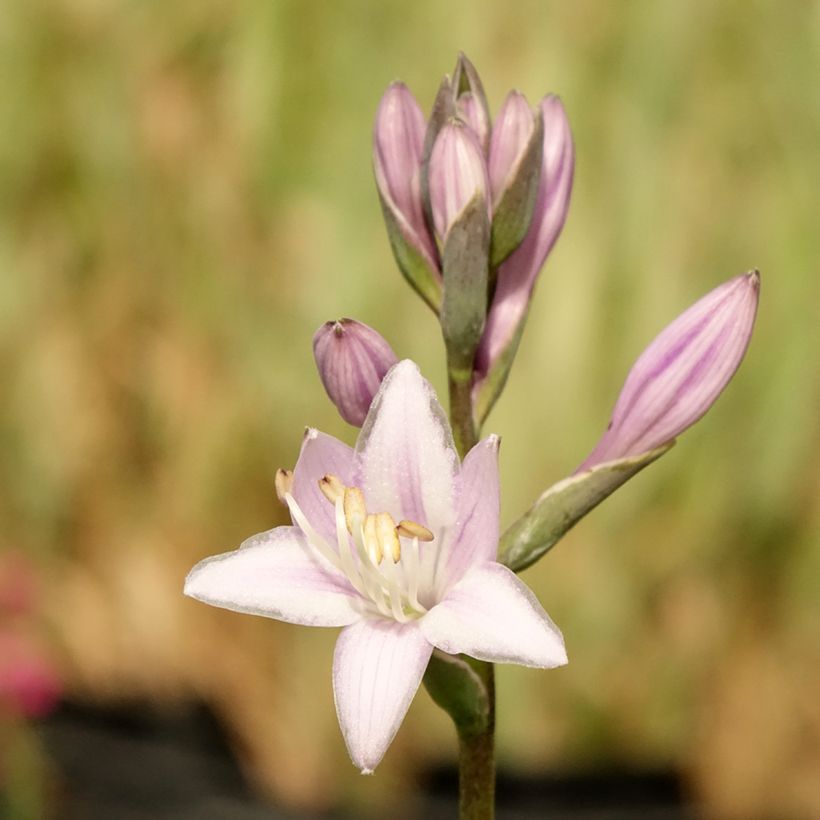 Hosta fortunei Twilight (Fioritura)