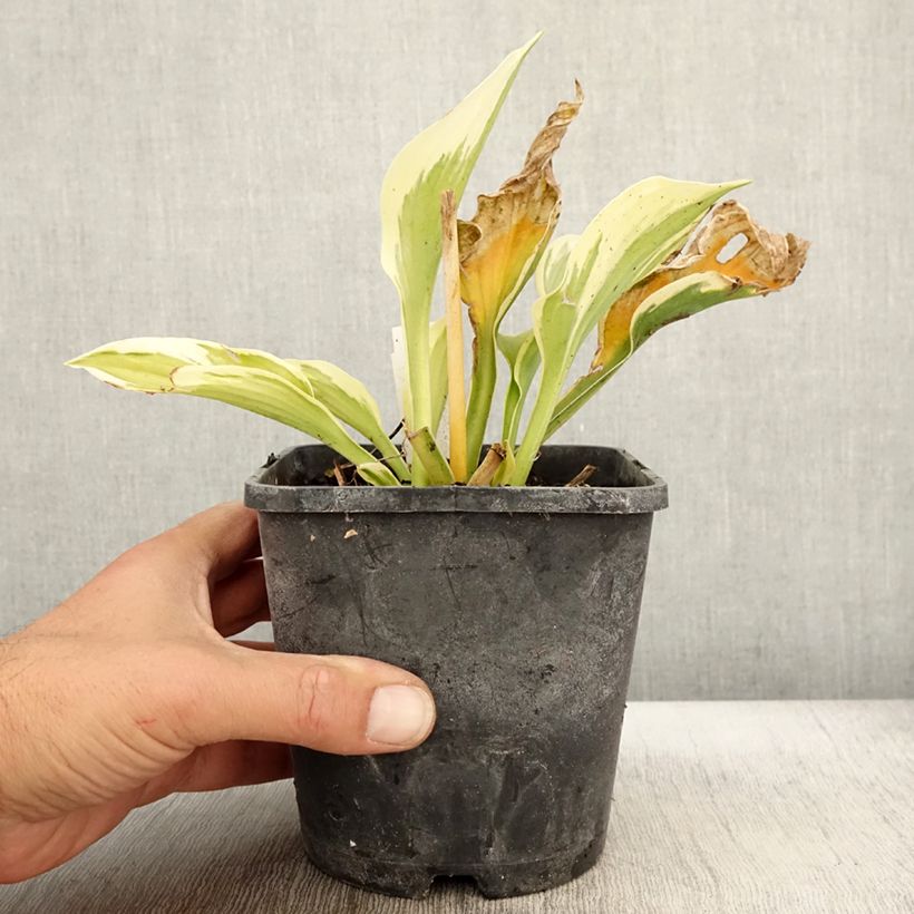 Esemplare di Hosta fortunei Twilight Vaso da 1,5L/2L come consegnato in autunno