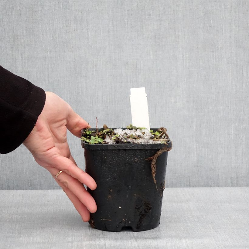 Hosta fortunei Twilight Vaso da 1,5L/2L esemplare consegnato in inverno