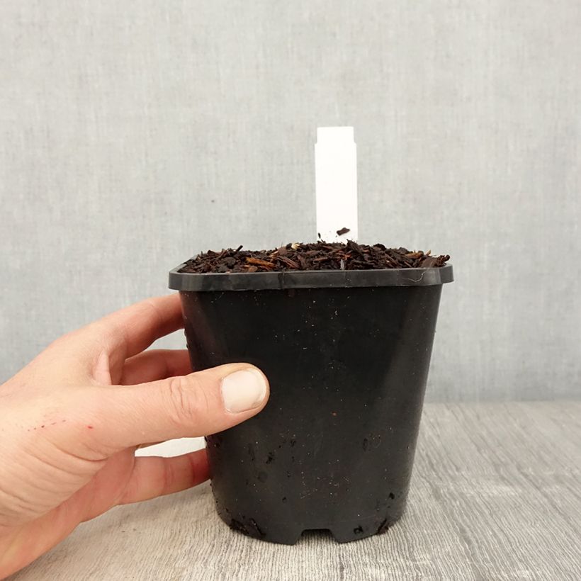 Hosta fortunei Twilight Vaso da 1,5L/2L esemplare consegnato in primavera