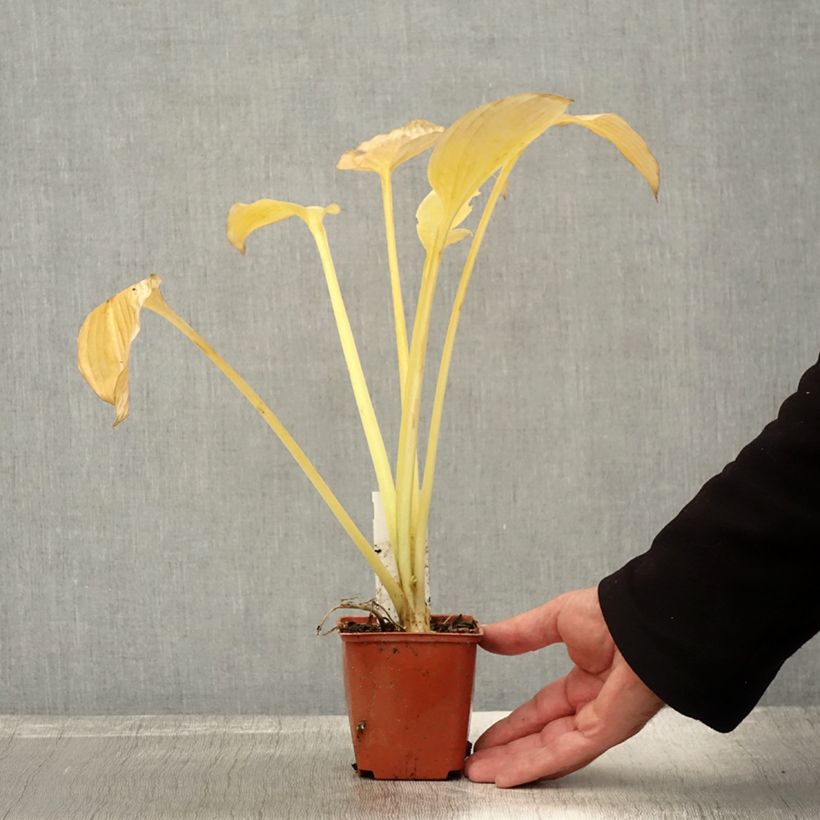 Esemplare di Hosta fortunei var. hyacinthina Vasetto da 8/9 cm come consegnato in autunno