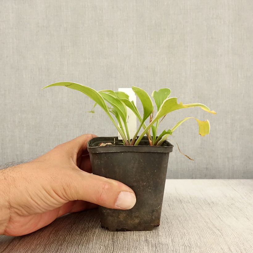 Esemplare di Hosta Fragrant Fire Vasetto da 8/9 cm come consegnato in autunno