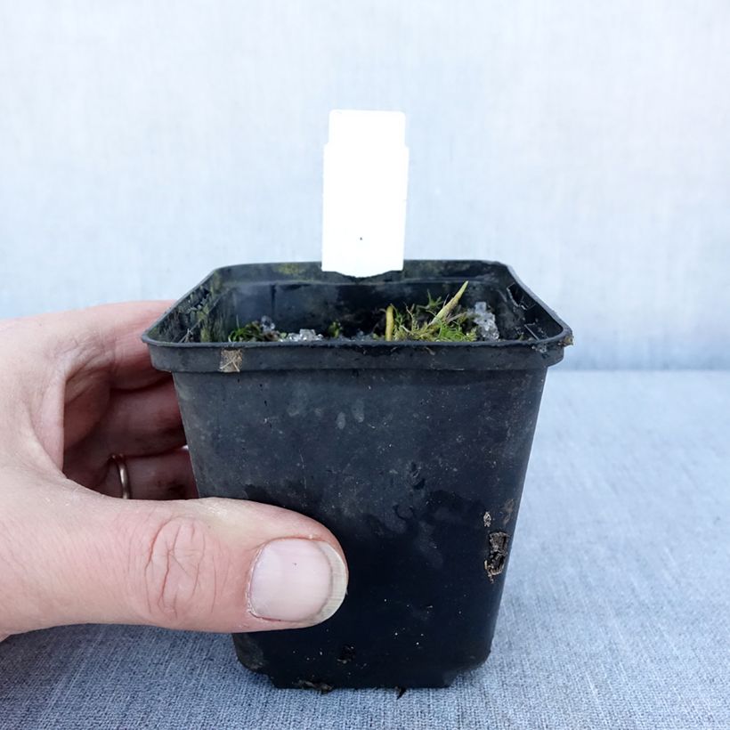 Hosta Fragrant Fire Vasetto da 8/9 cm esemplare consegnato in inverno