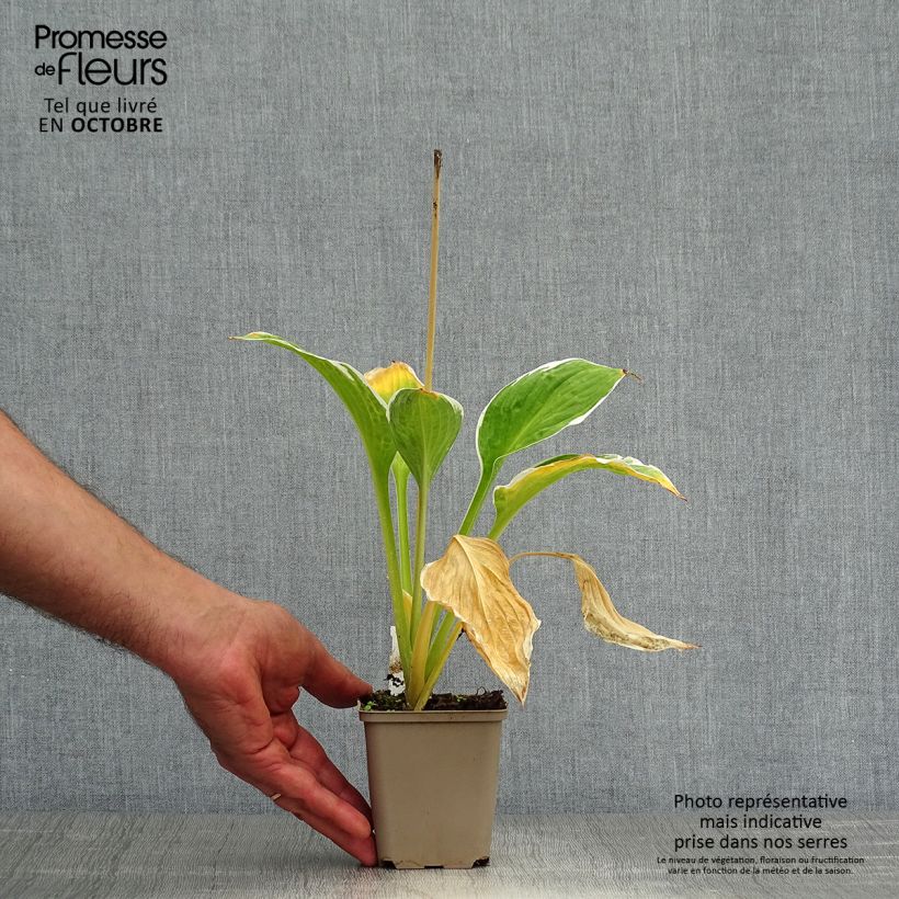Esemplare di Hosta fortunei Francee Vasetto da 8/9 cm come consegnato in autunno
