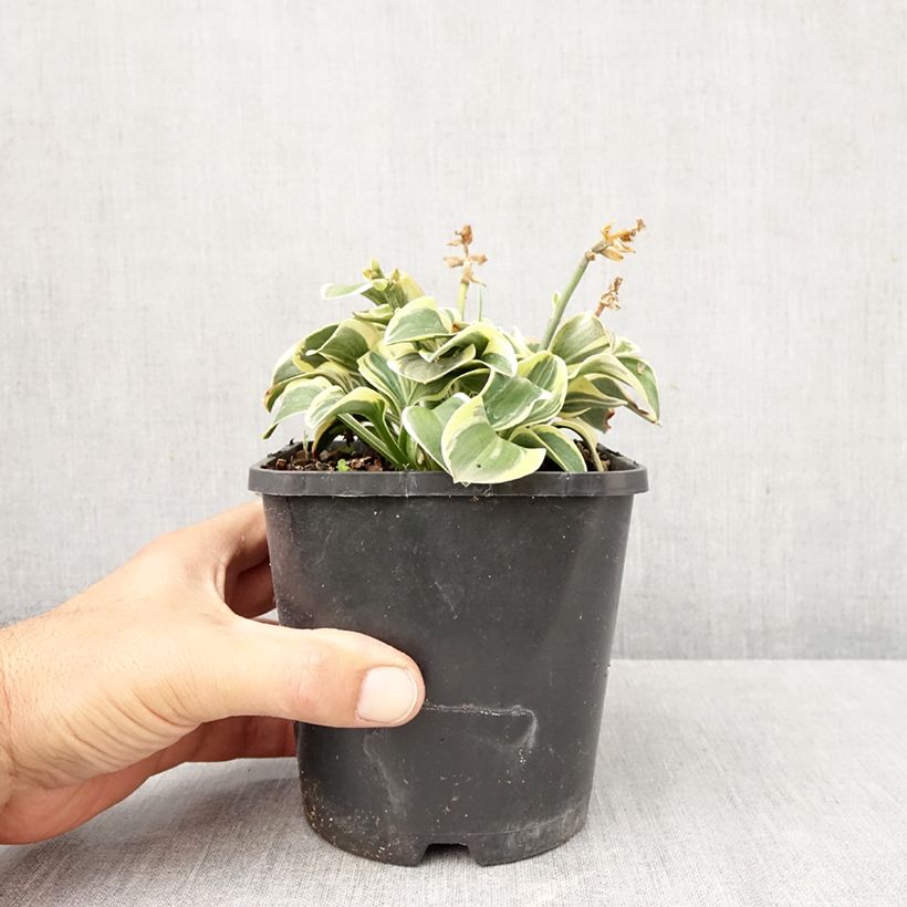 Esemplare di Hosta Frosted Mouse Ears Vaso da 1,5L/2L come consegnato in autunno