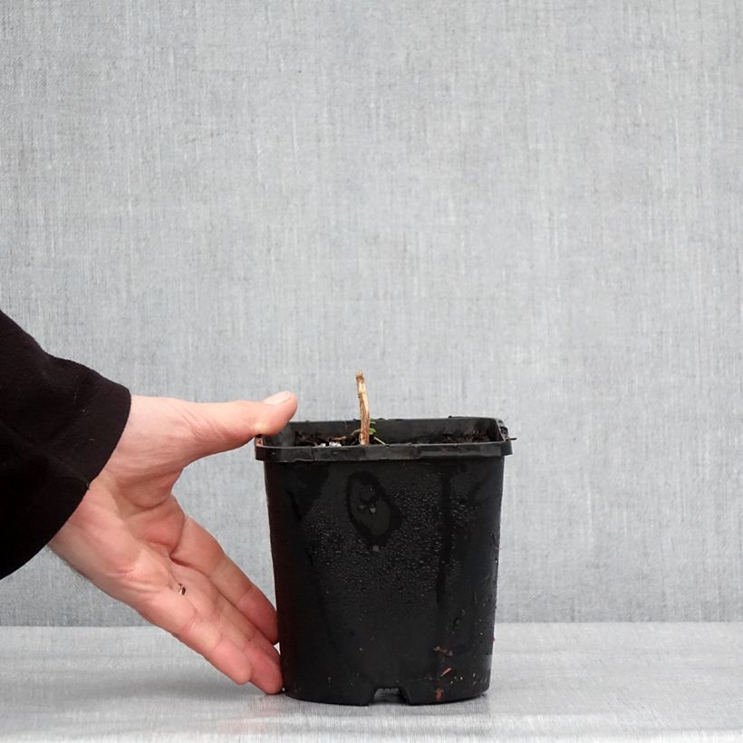 Hosta Frosted Mouse Ears Vaso da 1,5L/2L esemplare consegnato in inverno