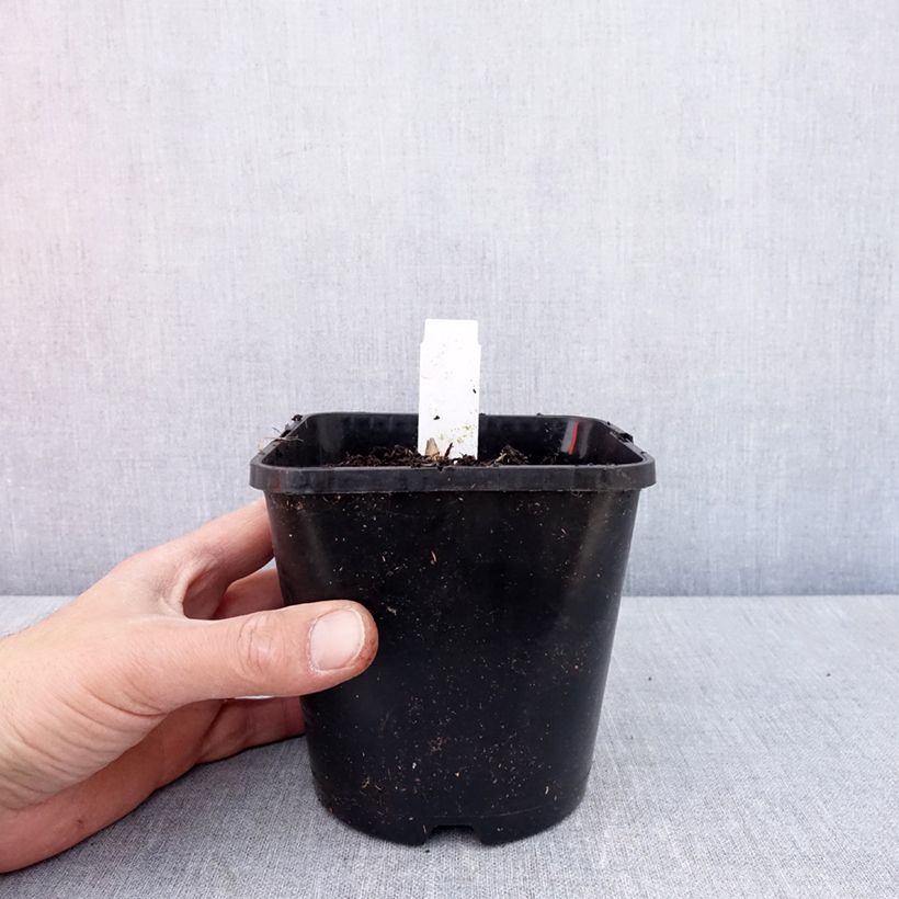 Hosta Frosted Mouse Ears Vaso da 1,5L/2L esemplare consegnato in primavera