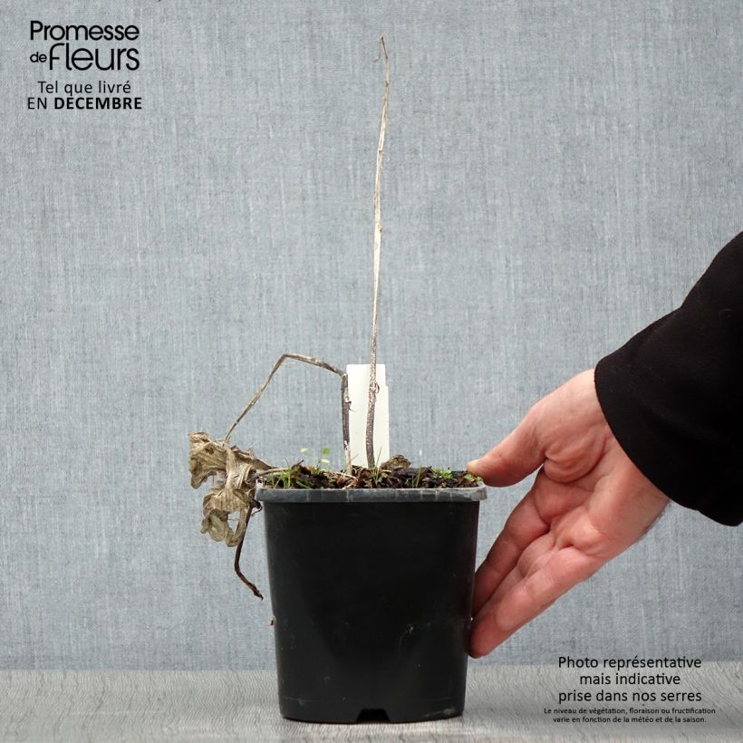 Hosta Frosted Raspberry Vaso da 1,5L/2L esemplare consegnato in inverno