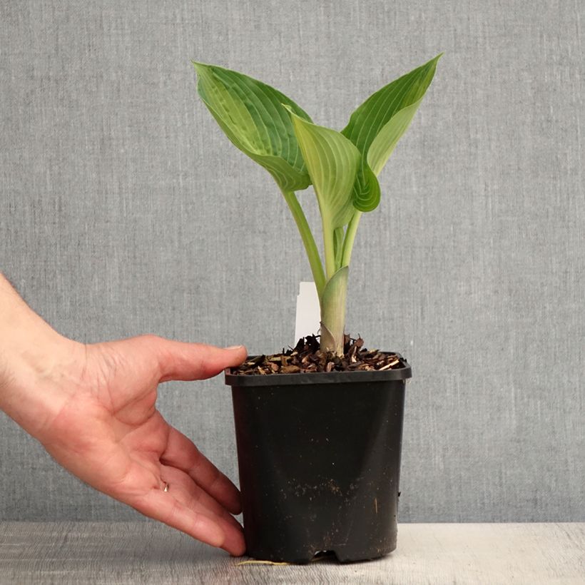 Hosta Goldbrook Glimmer Vaso da 1,5L/2L esemplare consegnato in primavera