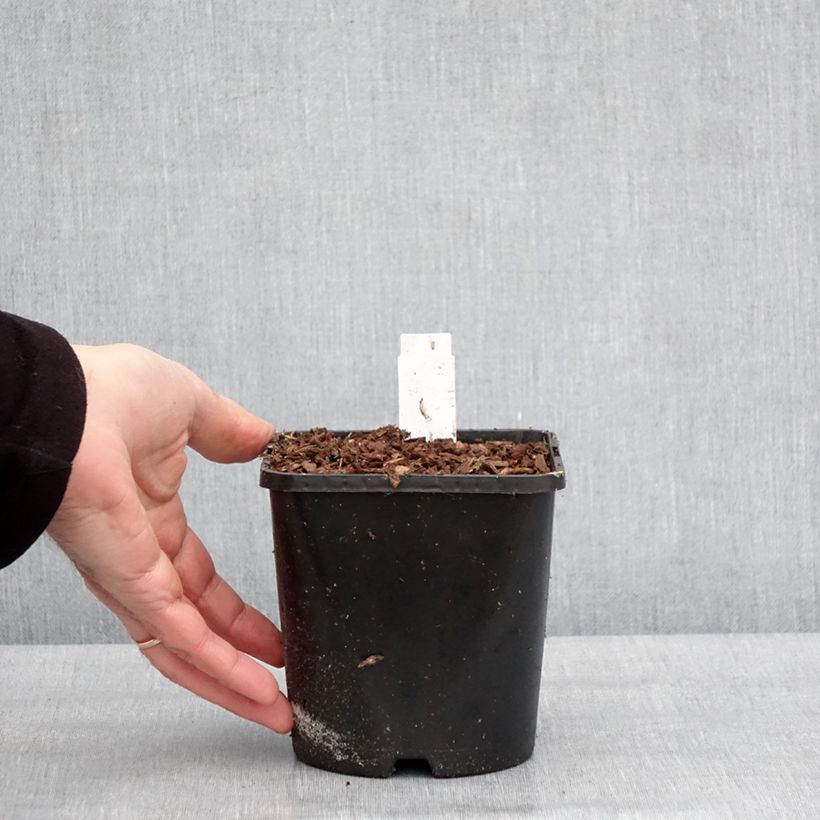 Hosta Golden Needles Vaso da 1,5L/2L esemplare consegnato in inverno