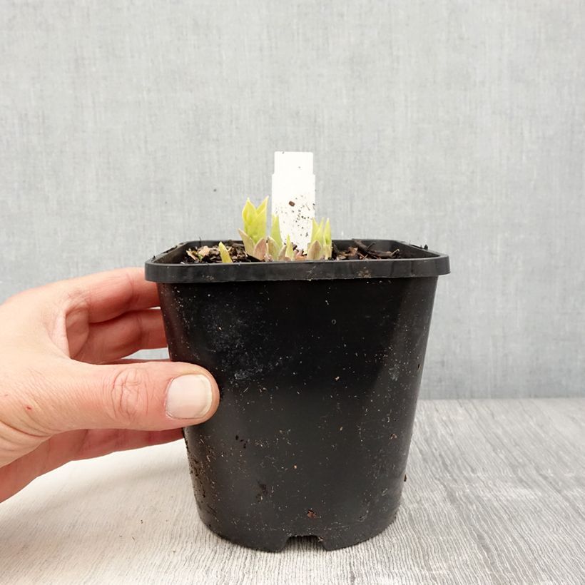 Hosta Golden Needles Vaso da 1,5L/2L esemplare consegnato in primavera