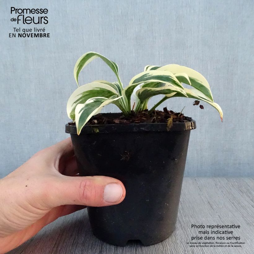 Esemplare di Hosta Great Escape Vaso da 1,5L/2L come consegnato in autunno