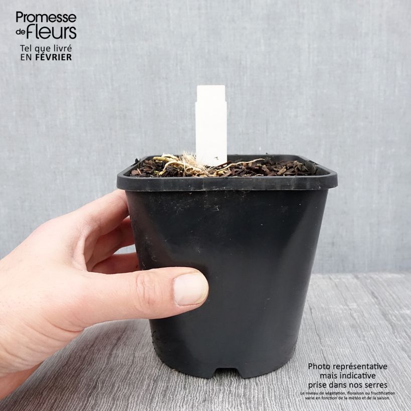 Hosta Great Expectations Vaso da 1,5L/2L esemplare consegnato in inverno