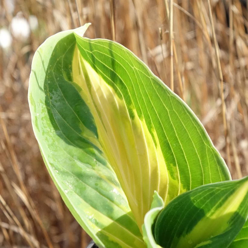 Hosta Great Expectations (Fogliame)
