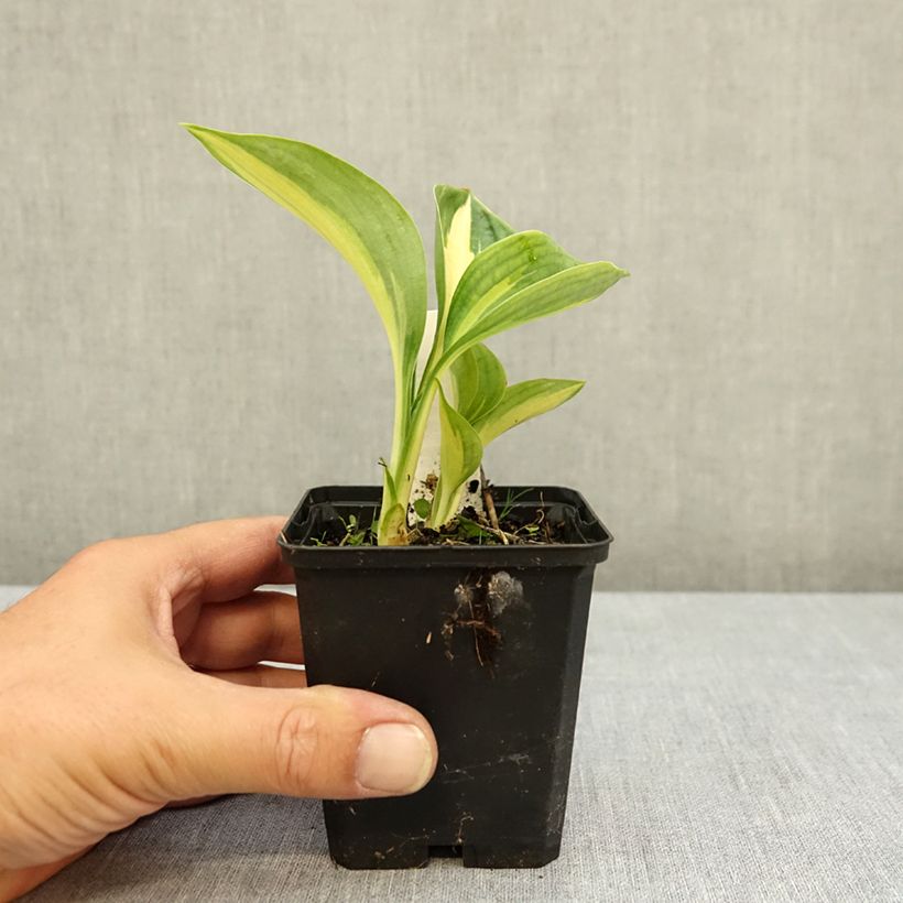 Esemplare di Hosta Great Expectations Vasetto da 8/9 cm consegnato in estate
