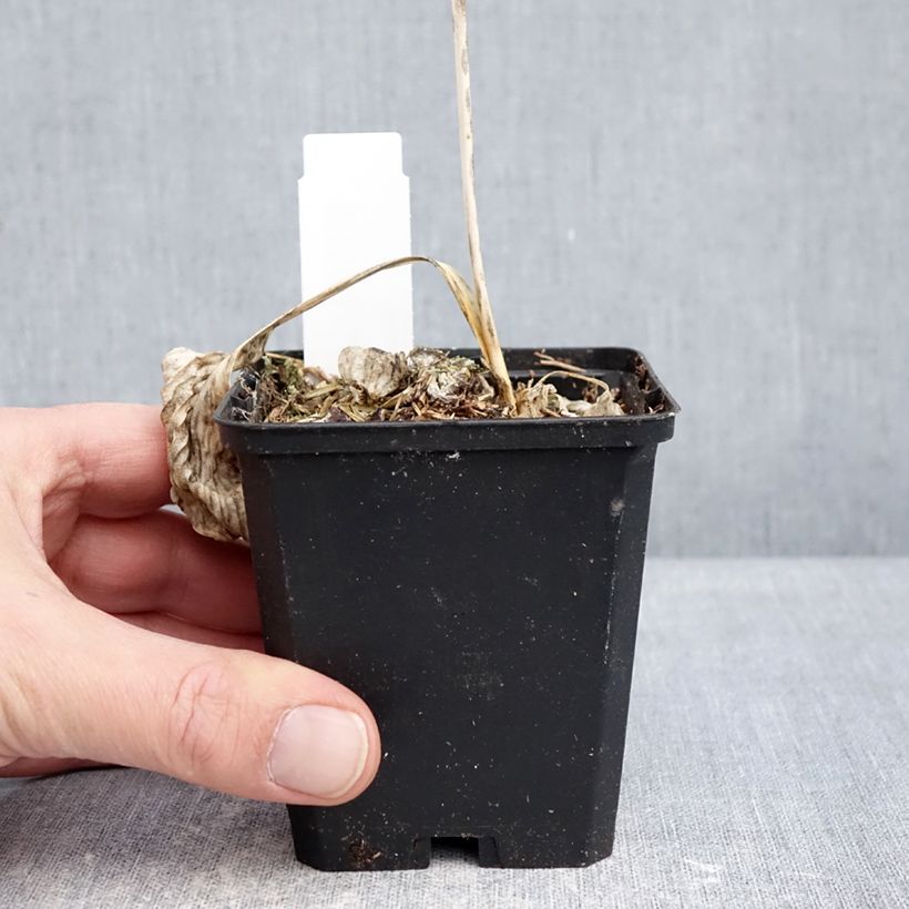 Hosta Great Expectations Vasetto da 8/9 cm esemplare consegnato in inverno