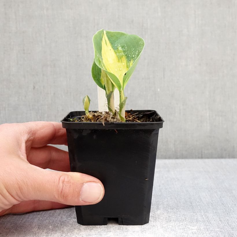 Hosta Great Expectations Vasetto da 8/9 cm esemplare consegnato in primavera