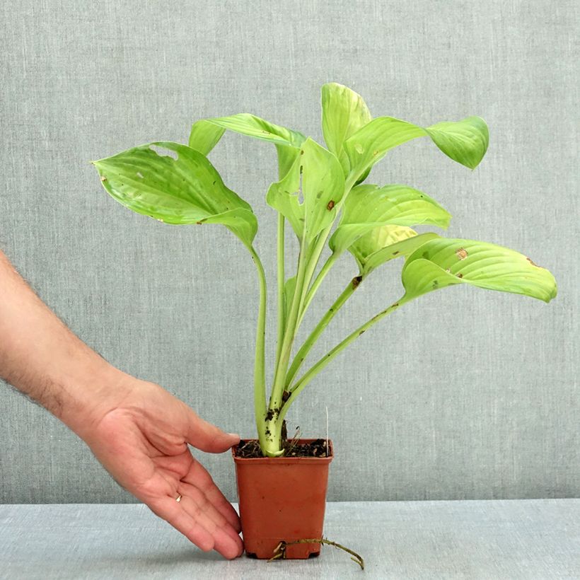 Esemplare di Hosta Guacamole Vasetto da 8/9 cm consegnato in estate