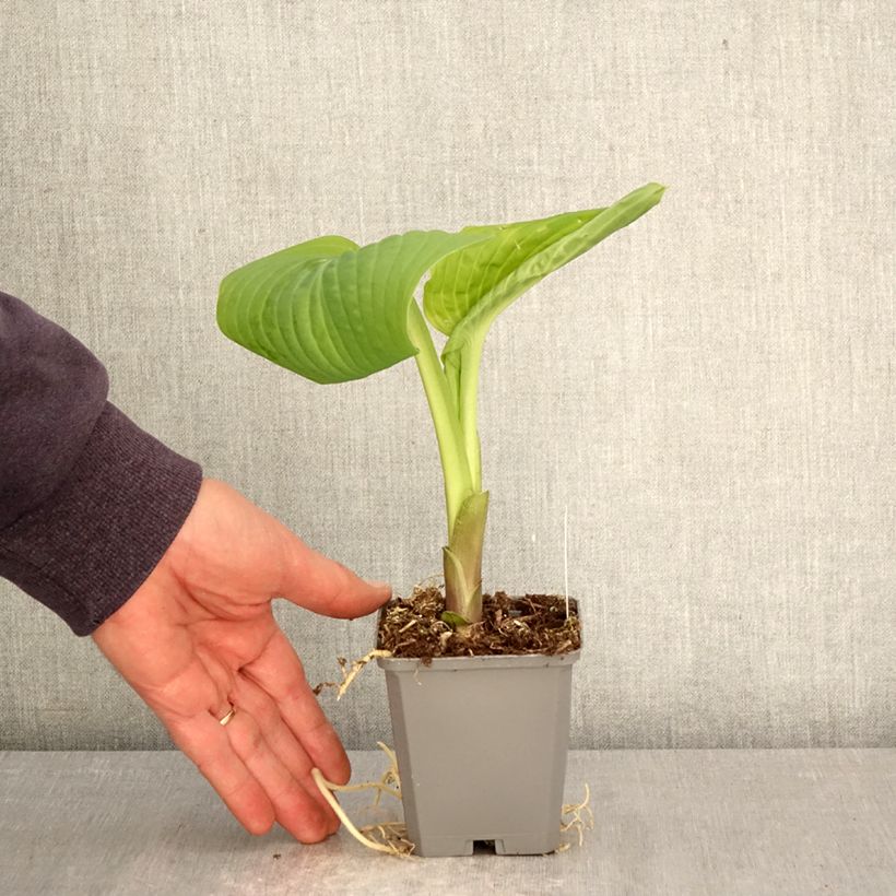 Hosta Guacamole Vasetto da 8/9 cm esemplare consegnato in primavera