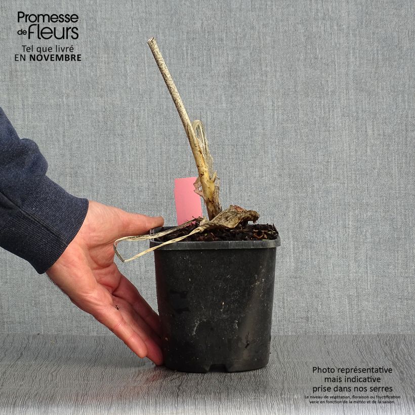 Esemplare di Hosta Guacamole Vaso da 1,5L/2L come consegnato in autunno