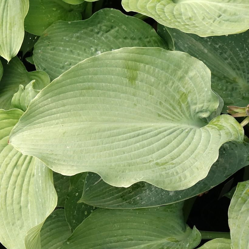 Hosta Guardian Angel (Fogliame)