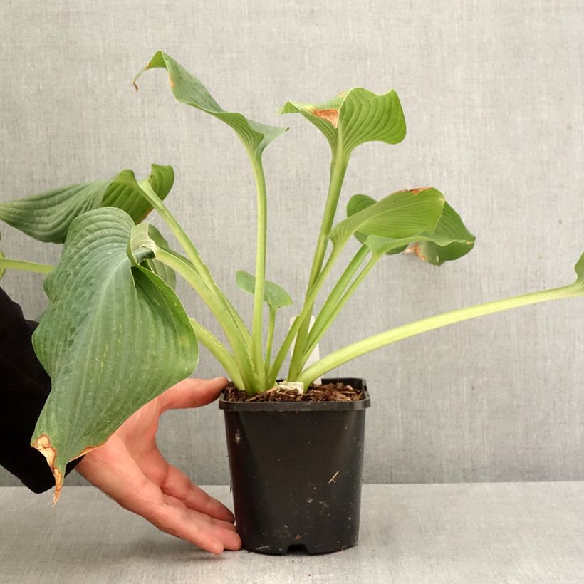 Esemplare di Hosta Guardian Angel Vaso da 1,5L/2L come consegnato in autunno