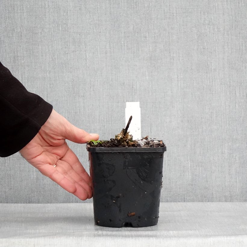 Hosta Guardian Angel Vaso da 1,5L/2L esemplare consegnato in inverno