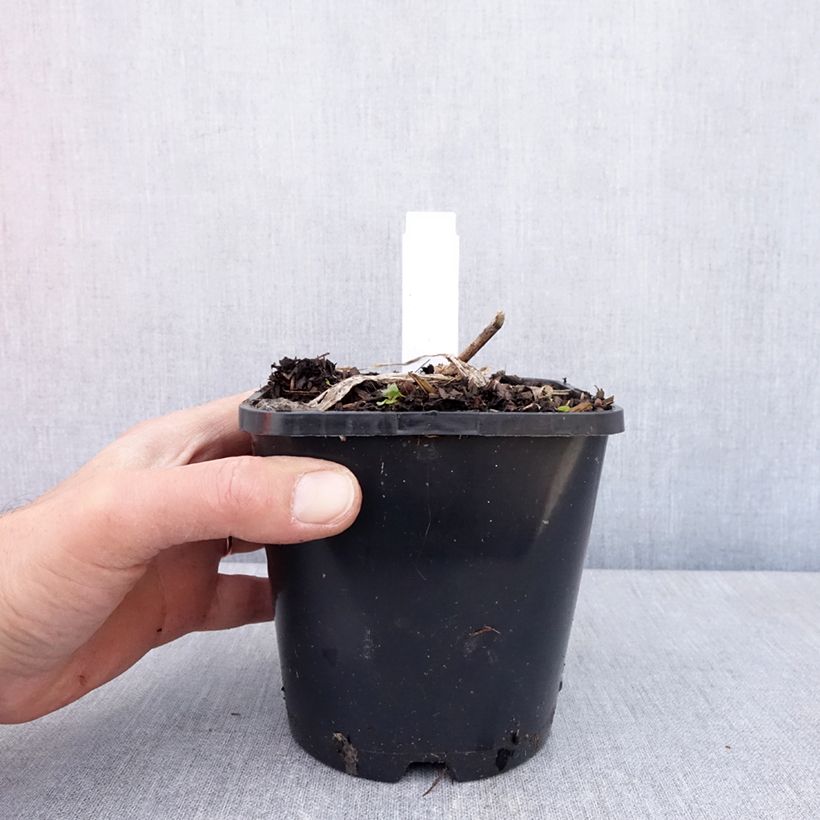 Hosta Guardian Angel Vaso da 1,5L/2L esemplare consegnato in primavera