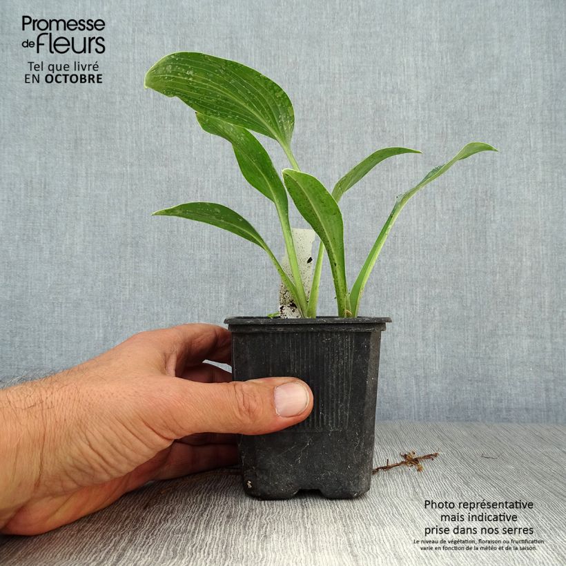 Esemplare di Hosta tardiana Halcyon Vasetto da 8/9 cm come consegnato in autunno