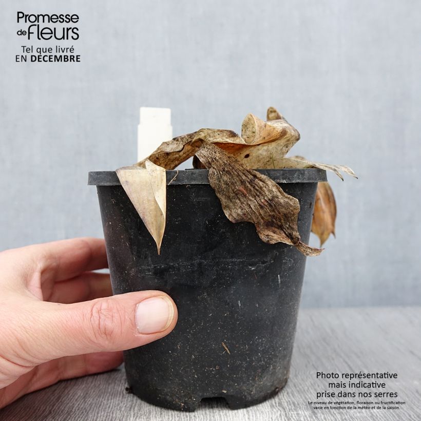 Esemplare di Hosta tardiana Halcyon Vaso da 1,5L/2L come consegnato in autunno