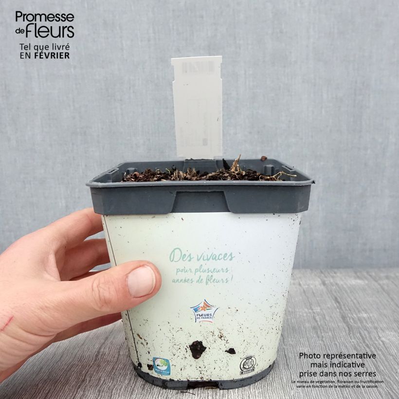 Hosta tardiana Halcyon Vaso da 1L/1,5L esemplare consegnato in inverno