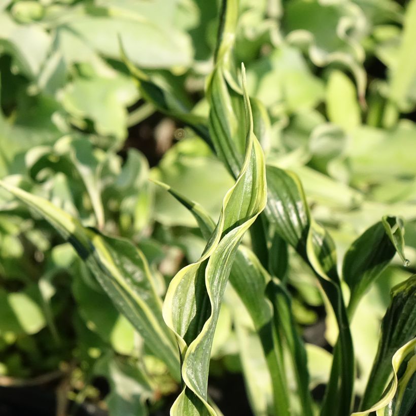 Hosta Hands Up (Fogliame)