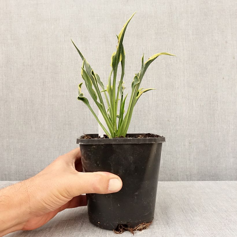 Esemplare di Hosta Hands Up Vaso da 1,5L/2L come consegnato in autunno