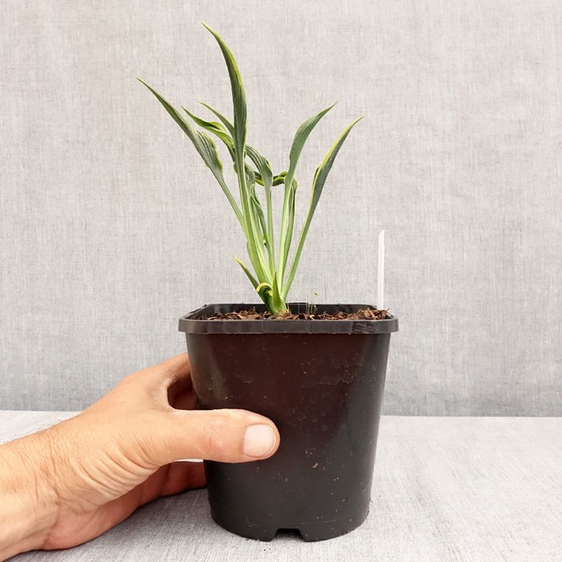 Esemplare di Hosta Hands Up Vaso da 1,5L/2L consegnato in estate