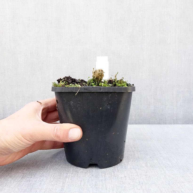 Hosta Hands Up Vaso da 1,5L/2L esemplare consegnato in inverno