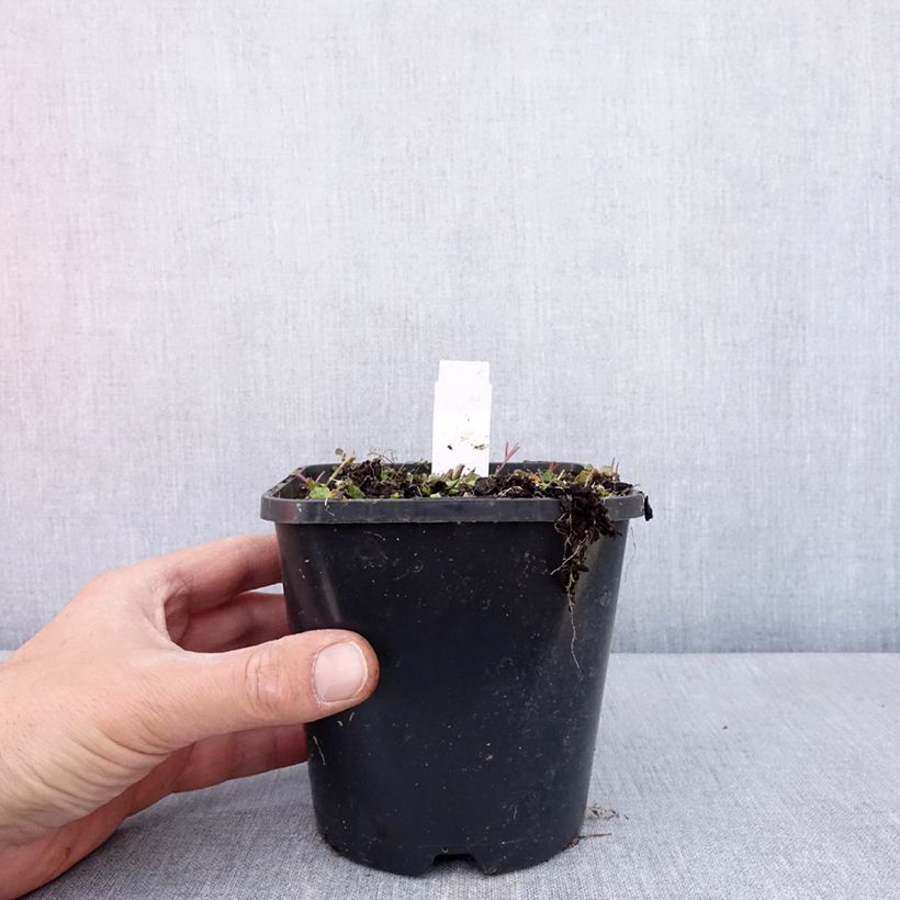 Hosta Hands Up Vaso da 1,5L/2L esemplare consegnato in primavera