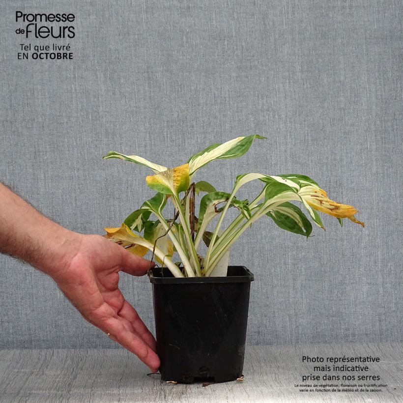 Esemplare di Hosta Hans Vaso da 1,5L/2L come consegnato in autunno