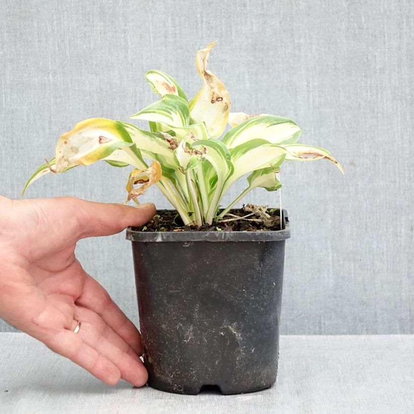 Esemplare di Hosta Hans Vaso da 1,5L/2L come consegnato in autunno