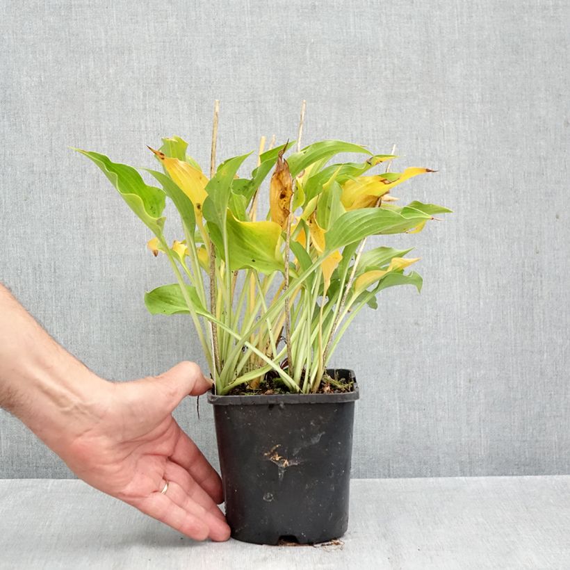 Esemplare di Hosta Harry Van Trier Vaso da 1,5L/2L come consegnato in autunno