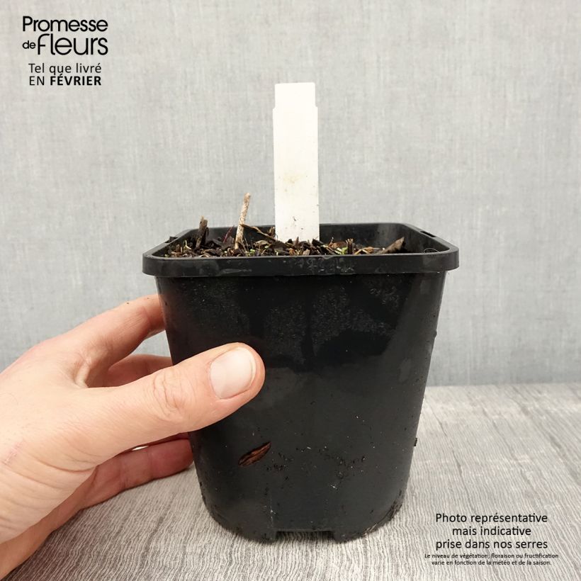 Hosta Harry Van Trier Vaso da 1,5L/2L esemplare consegnato in inverno