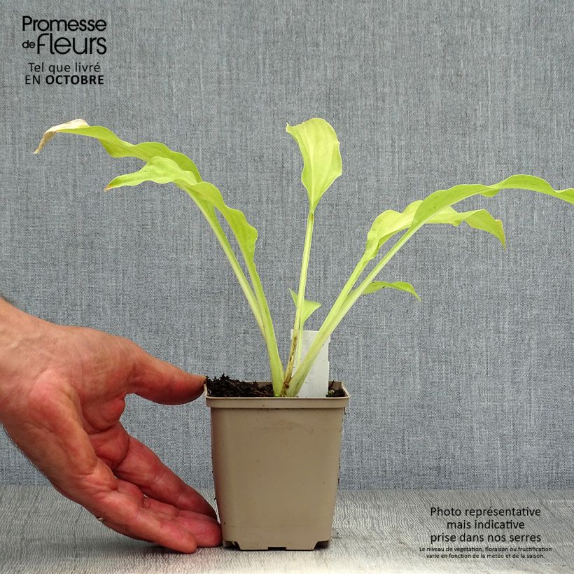 Esemplare di Hosta Honeybells Vasetto da 8/9 cm come consegnato in autunno