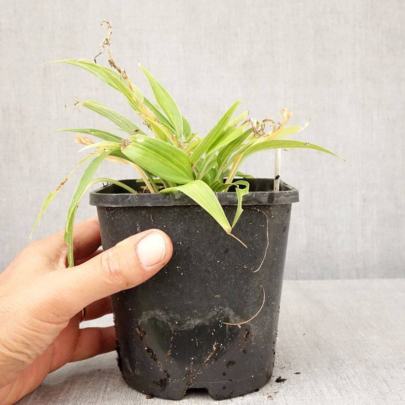 Esemplare di Hosta Hyuga Urajiro Vaso da 1,5L/2L come consegnato in autunno