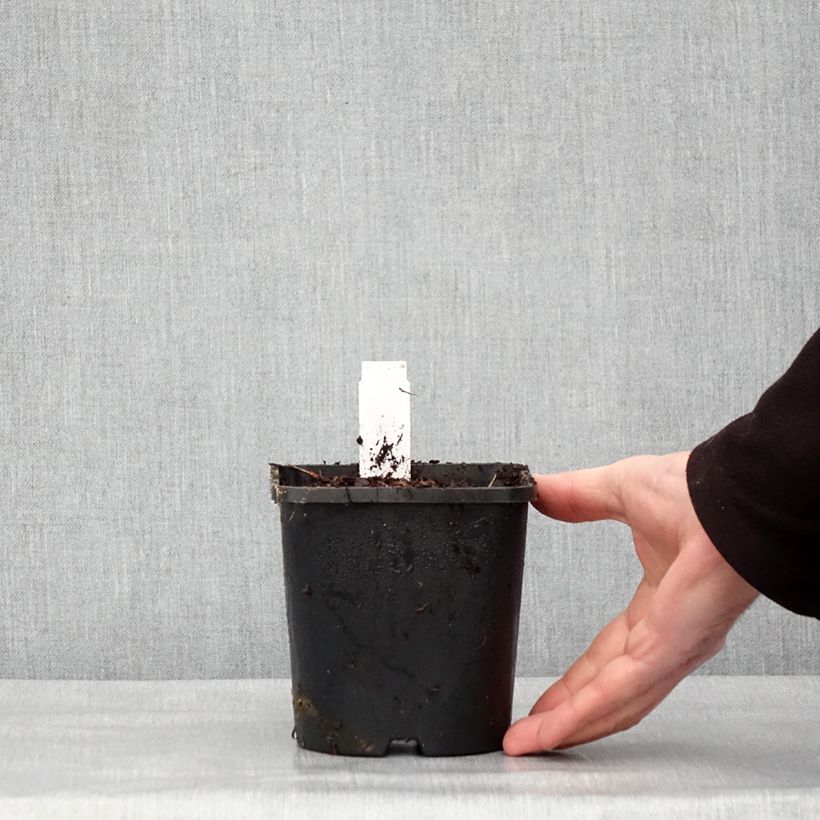 Hosta Hyuga Urajiro Vaso da 1,5L/2L esemplare consegnato in inverno