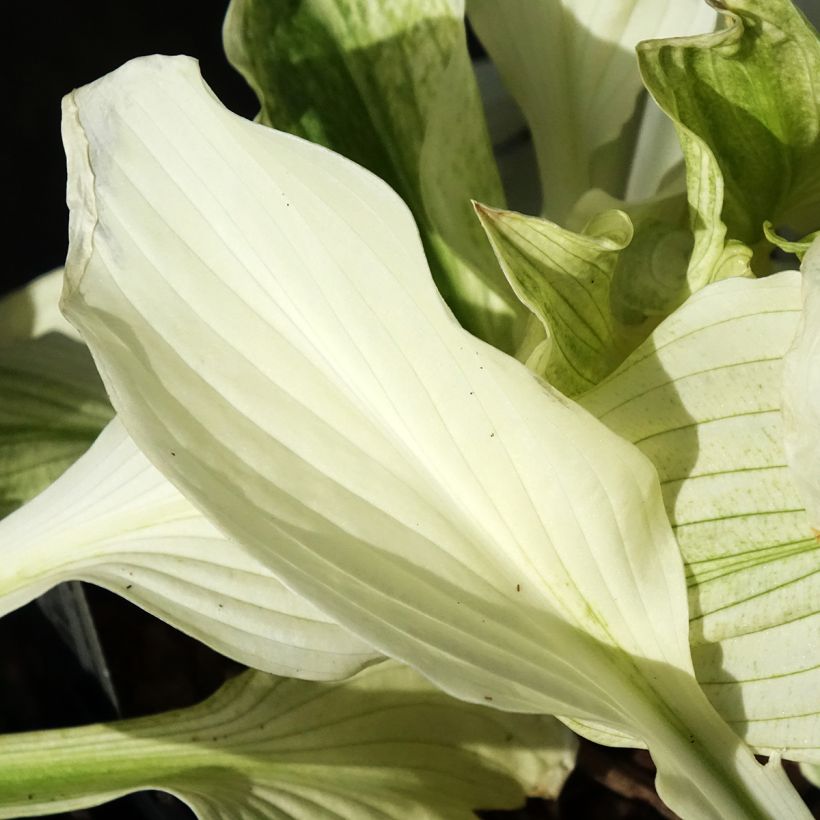 Hosta Improved White Feather (Fogliame)