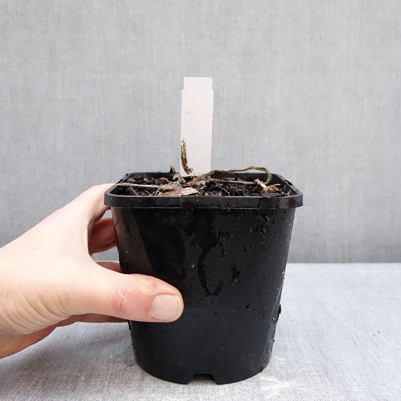 Hosta Improved White Feather Vaso da 1,5L/2L esemplare consegnato in inverno