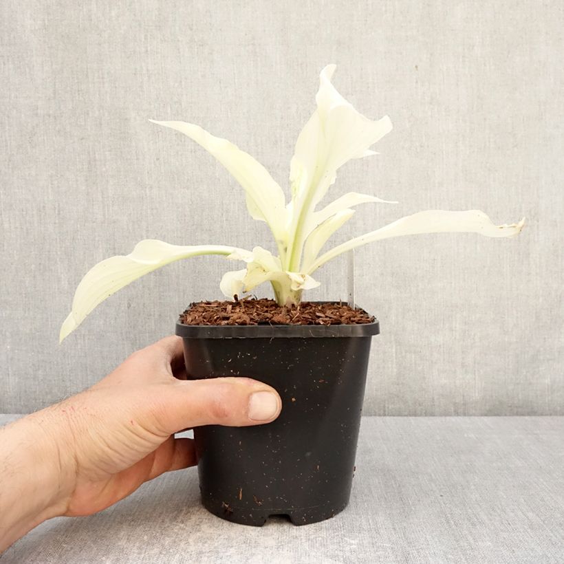 Hosta Improved White Feather Vaso da 1,5L/2L esemplare consegnato in primavera