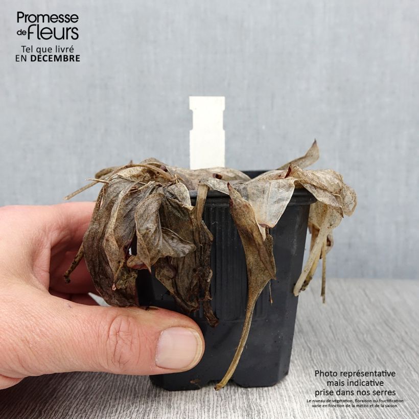 Esemplare di Hosta tardiana June Vasetto da 8/9 cm come consegnato in autunno