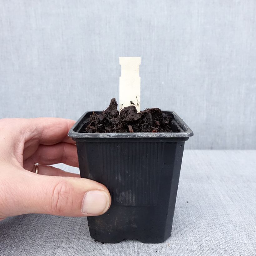 Hosta tardiana June Vasetto da 8/9 cm esemplare consegnato in inverno